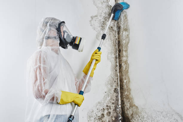 Professional Mold Removal in Greenhills, OH