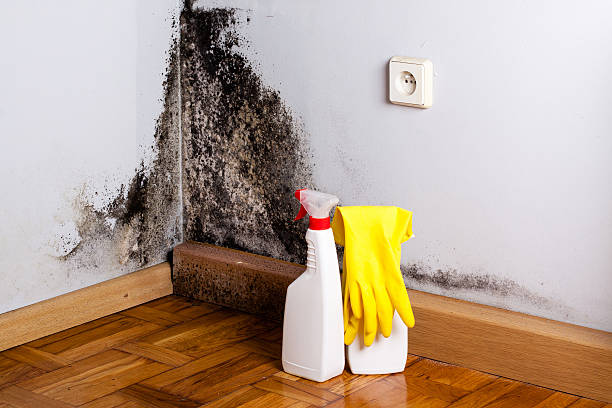 Best Emergency Mold Removal  in Greenhills, OH