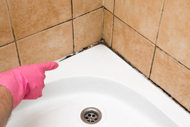 Home Mold Removal in Greenhills, OH